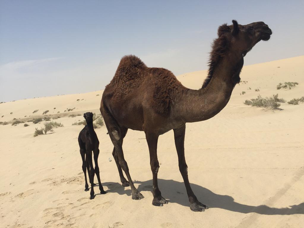 Half Day Desert Safari Tour
